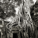 Image for article titled Extraordinary pictures of the most ancient trees on Earth
